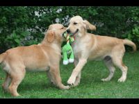 As brothers will do, they fought over one toy even though each had his own.