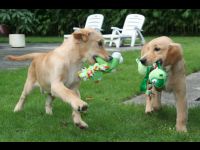 Jones and JJ with their new toys.