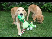 A moment of quiet as one pup eyes the camera and the other eats the ground.