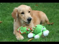 Enjoying a new toy.