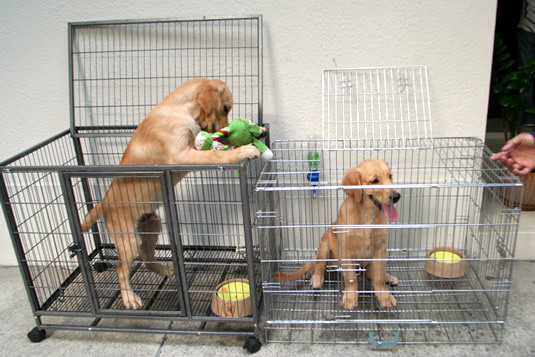 Just a few weeks ago the puppies could share a crate. Now each has his own.