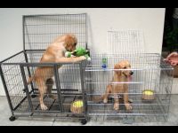 Just a few weeks ago the puppies could share a crate. Now each has his own.