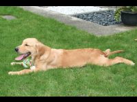 The puppies still like to stretch out their hind legs when they lay down.