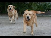 When the puppies run toward the camera, they don't stop when they arrive.