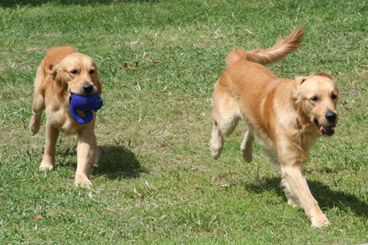 Running in the yard.