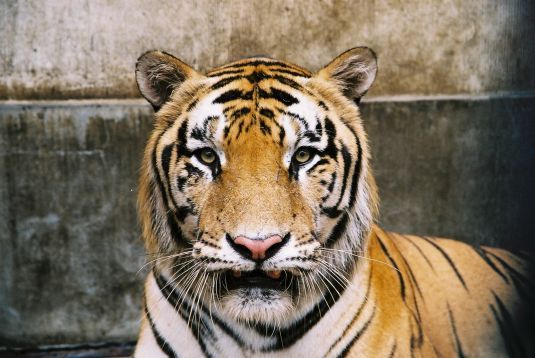 This poor tiger's scenes ended up on the cutting room floor.