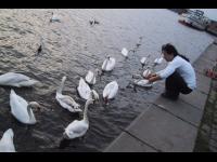 Feeding swans, 2002.