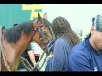 Jackie whispers the horse to sleep.